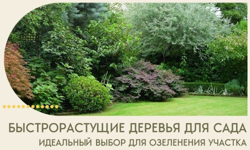 Быстрорастущие деревья для сада идеальный выбор в Балашове