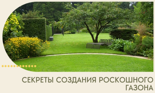 Секреты создания роскошного газона в Балашове